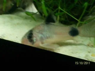 Cory2.webp