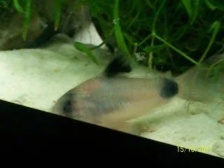 Cory3.webp