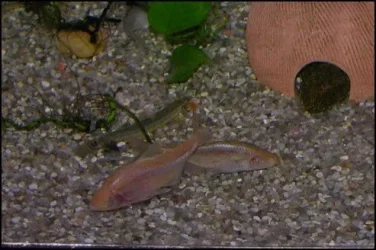 Blind Cave tetra pair.webp Blind Cave tetra pair.webp