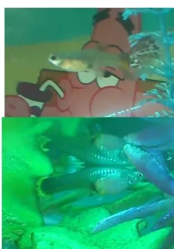 guppies.webp