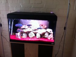 fish tank.jpg
