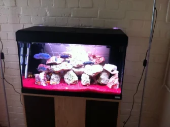 fish tank.webp
