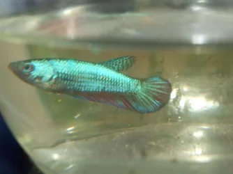 Moby the Goby 384.webp