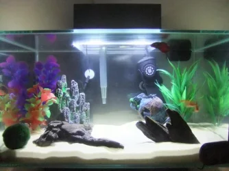 my tank.webp