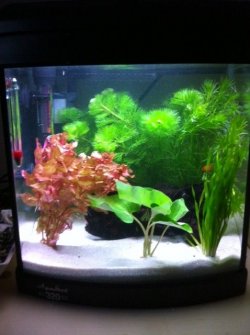 fish tank 1.JPG
