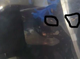 fry.webp