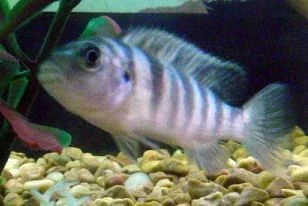 Fish1.webp