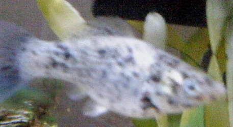 Untitled0.webp