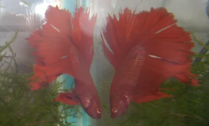 HPIM0300.webp HPIM0300.webp