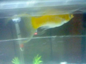 sonny 1.webp