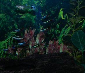 GuppyAndTetra.jpg GuppyAndTetra.jpg