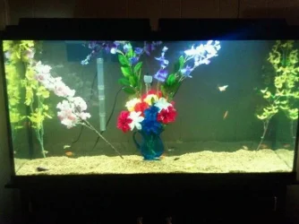 tank2.webp