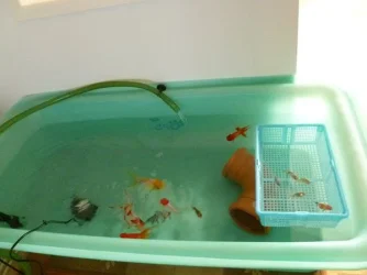 holding tank2.webp