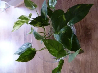 m_P1020067.webp