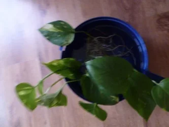 m_P1020068.webp
