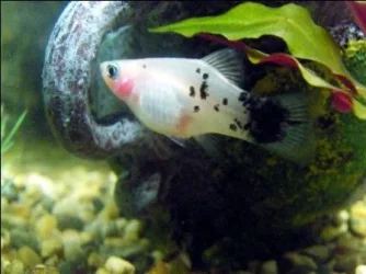 platy.webp