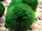 MARIMO.webp