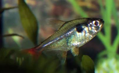 fish.webp