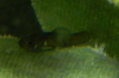 guppybaby.webp