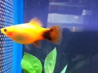fish.webp