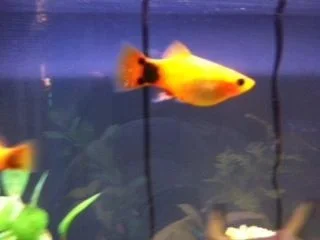 fish1.webp