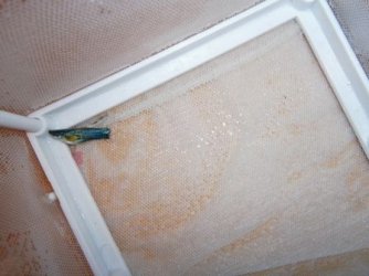 Guppy.jpg