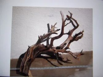DSCF0595.webp
