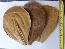 Almond Leaves.webp