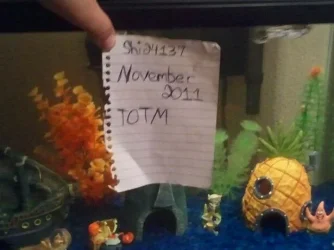 TOTMentryNov2011.webp