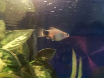 platy (2).webp