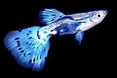 guppy_male_blue.webp guppy_male_blue.webp