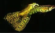 guppy1.webp guppy1.webp