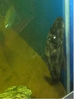 plec.webp