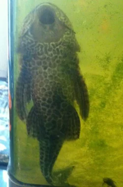 pleco.webp
