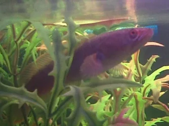 Snakehead 3.webp Snakehead 3.webp