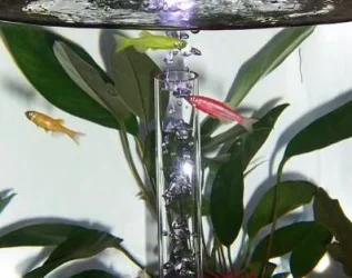 glofish.webp