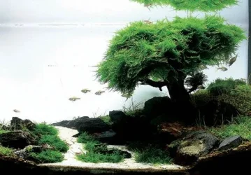 nature_aquarium_2.webp