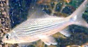 fish4.webp