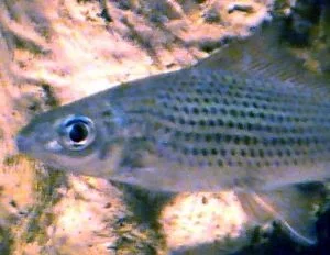 fish2.webp