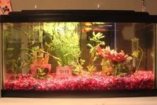 Tank.webp