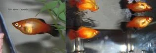 fish x3.webp