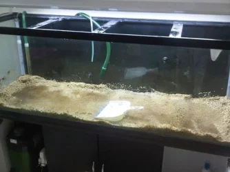 Tank 3.webp