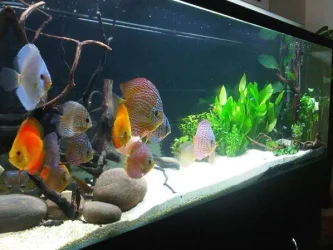 Tank 14.webp