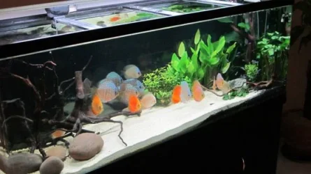Tank 18.webp