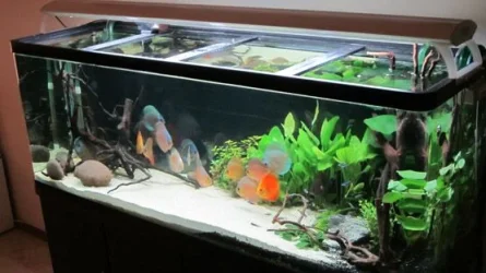 Tank 17.webp