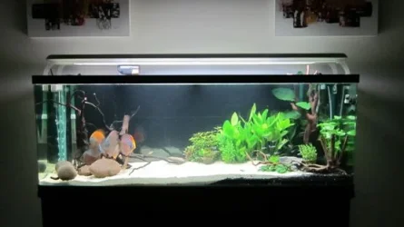 Tank 15.webp