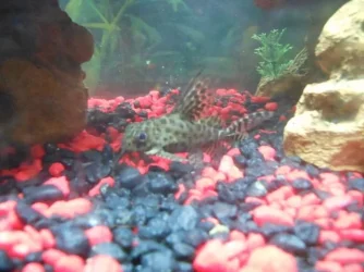 Feathfin catfish.webp