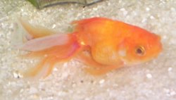 smallergoldie12-18.jpg smallergoldie12-18.jpg