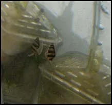 Assassin snail 4  5-12-10.webp
