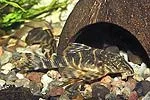 panaque_maccus.webp panaque_maccus.webp